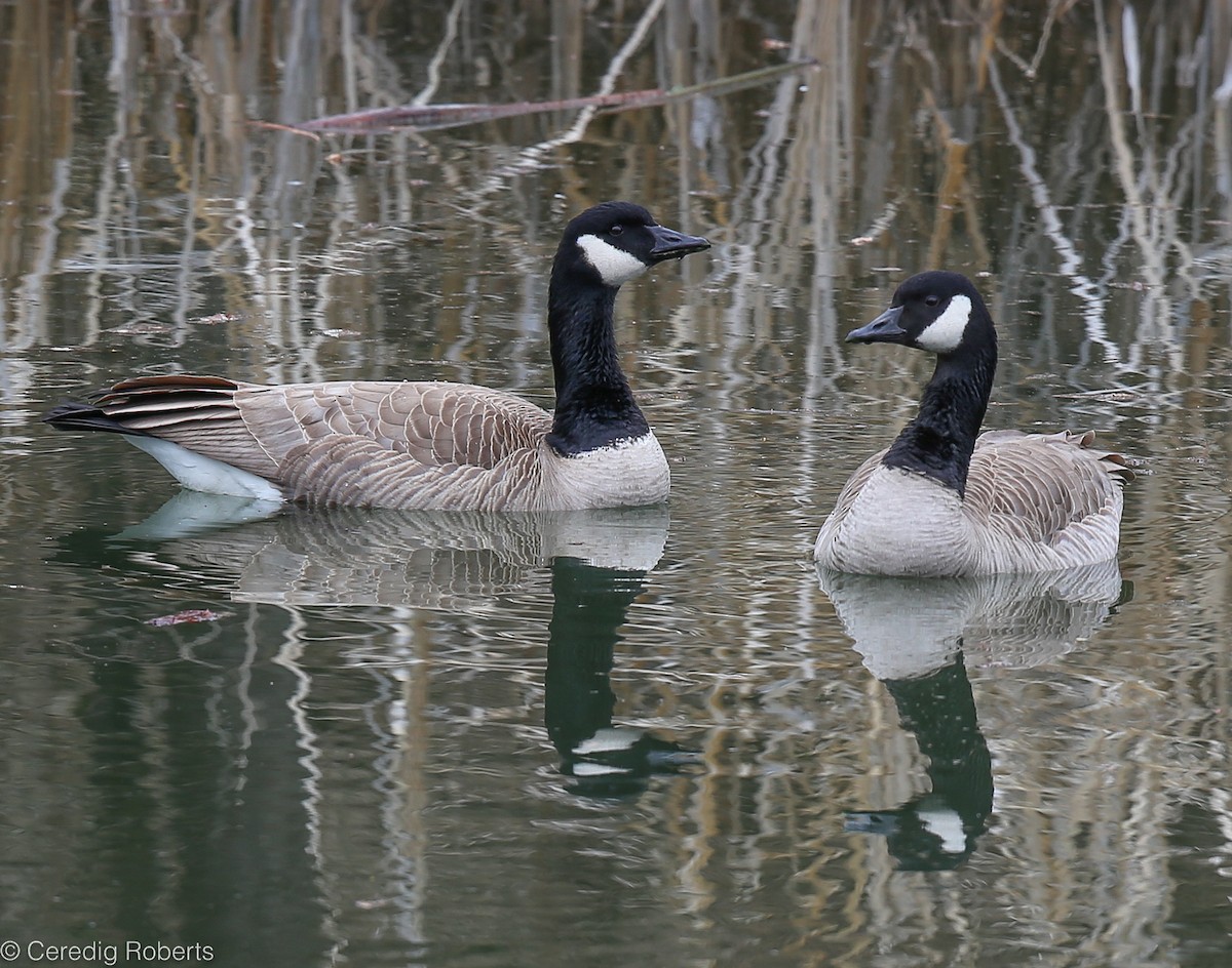 Canada Goose - ML85562191