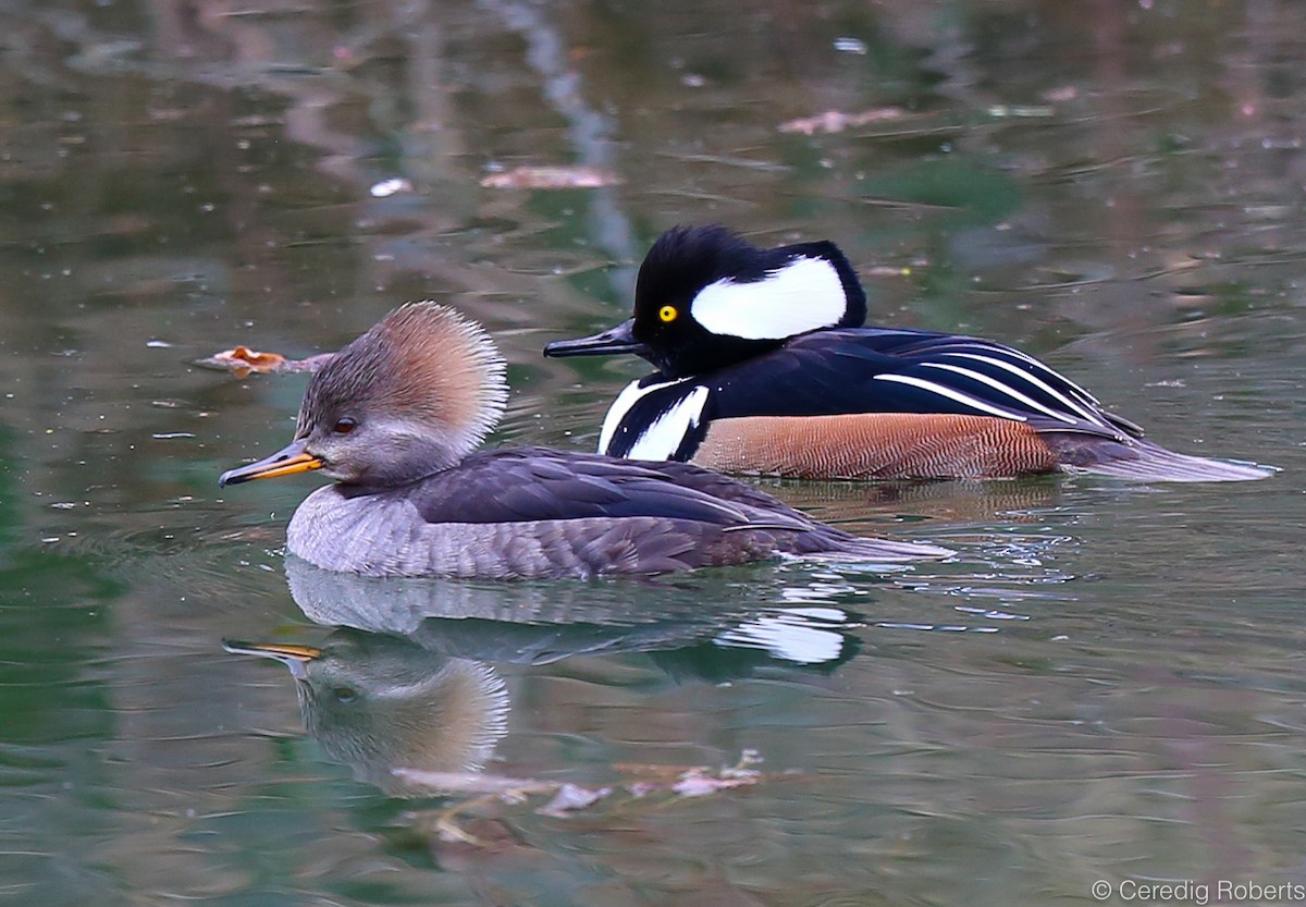 Hooded Merganser - ML85562231