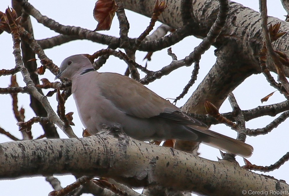 Eurasian Collared-Dove - ML85562531