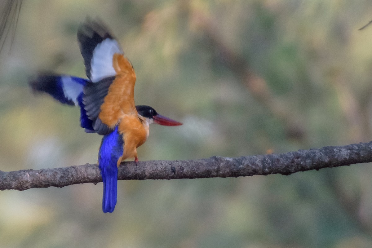 Black-capped Kingfisher - Balaji P B