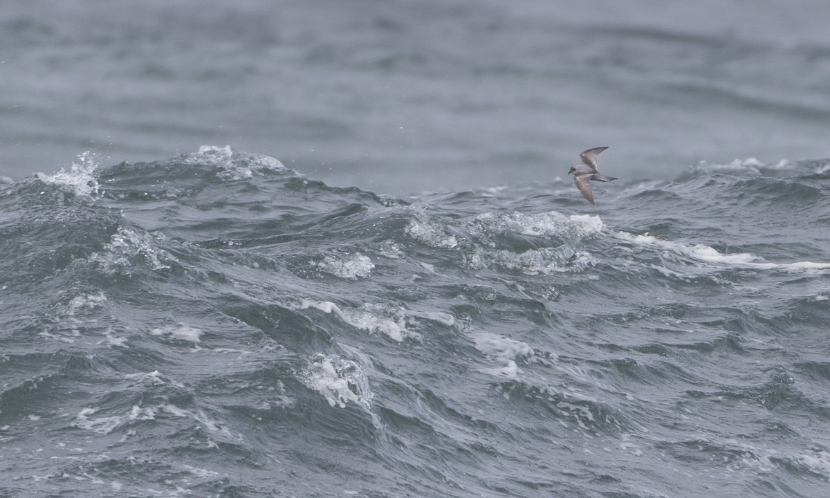 Fork-tailed Storm-Petrel - ML85563751