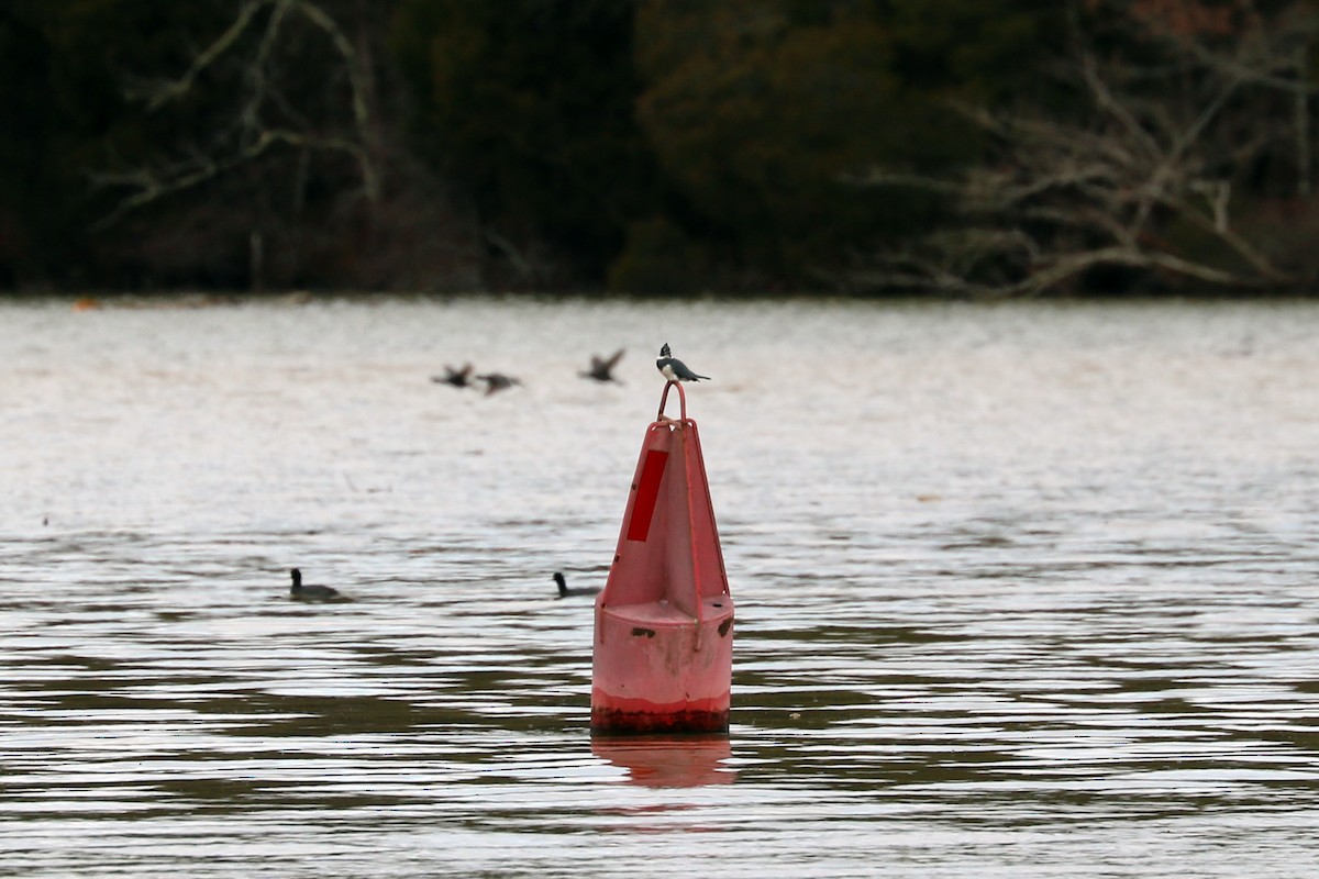 Belted Kingfisher - ML85563861