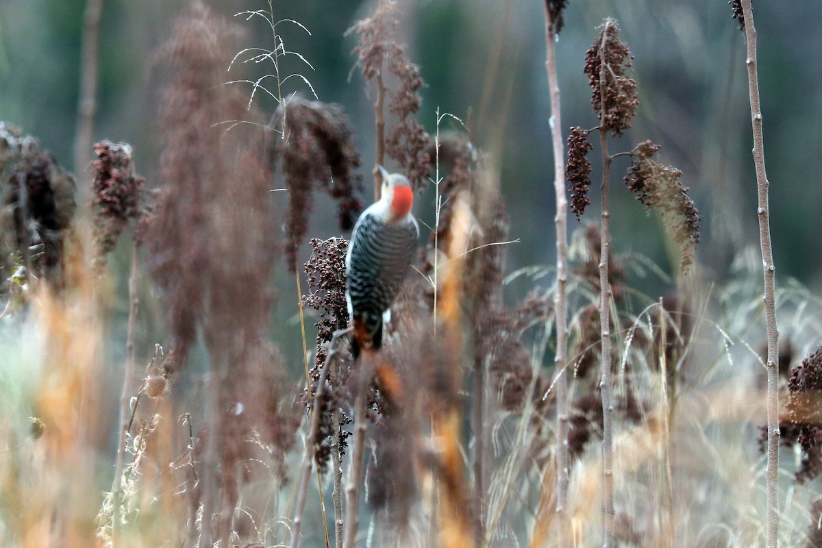 Red-bellied Woodpecker - ML85563901