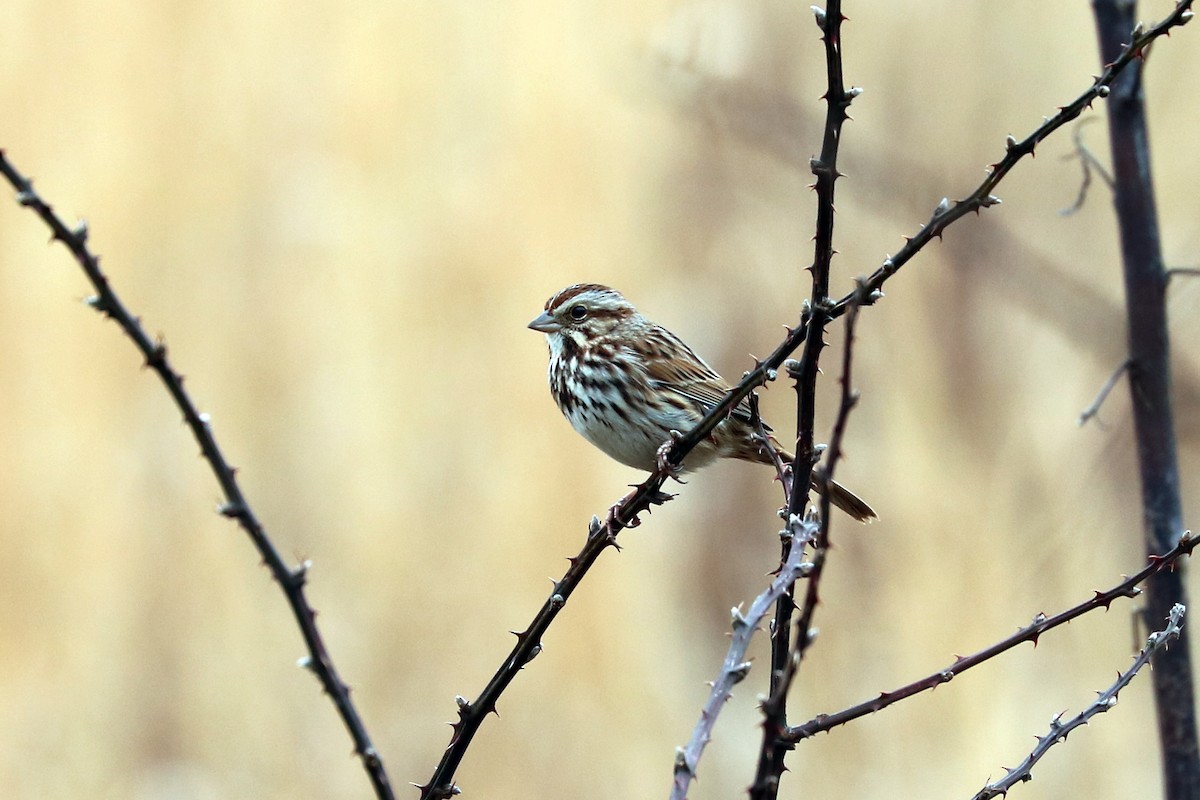 Song Sparrow - ML85564021