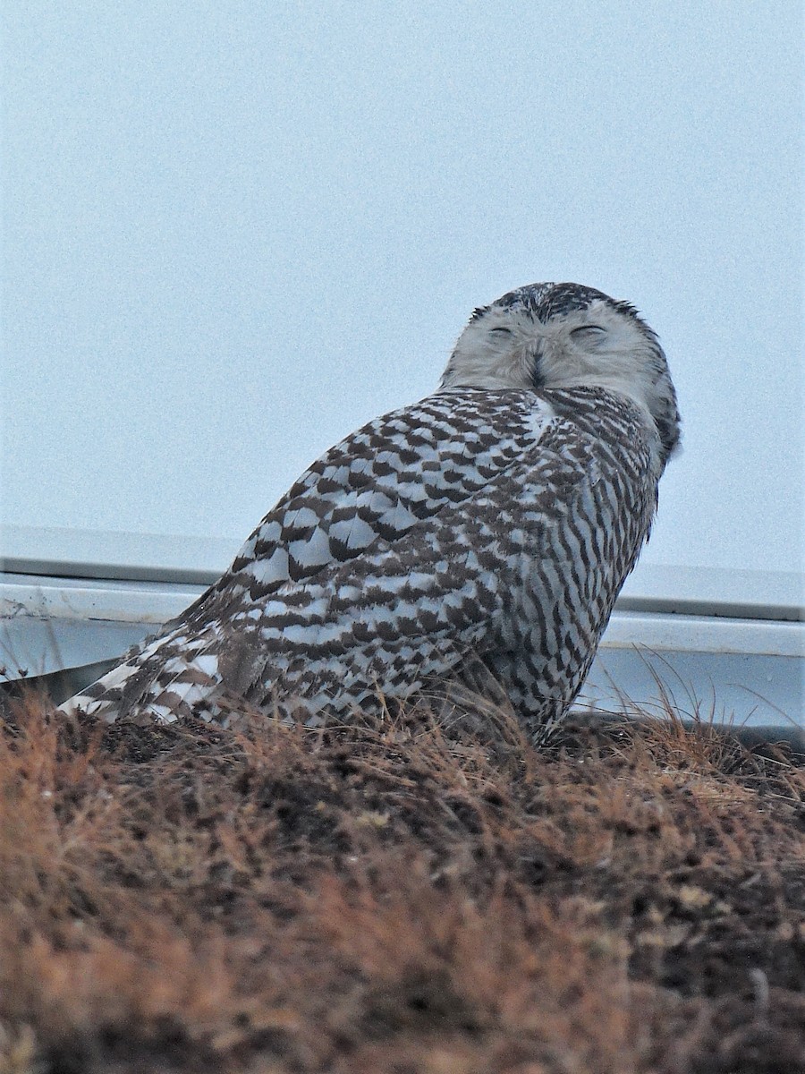 Snowy Owl - ML85565771