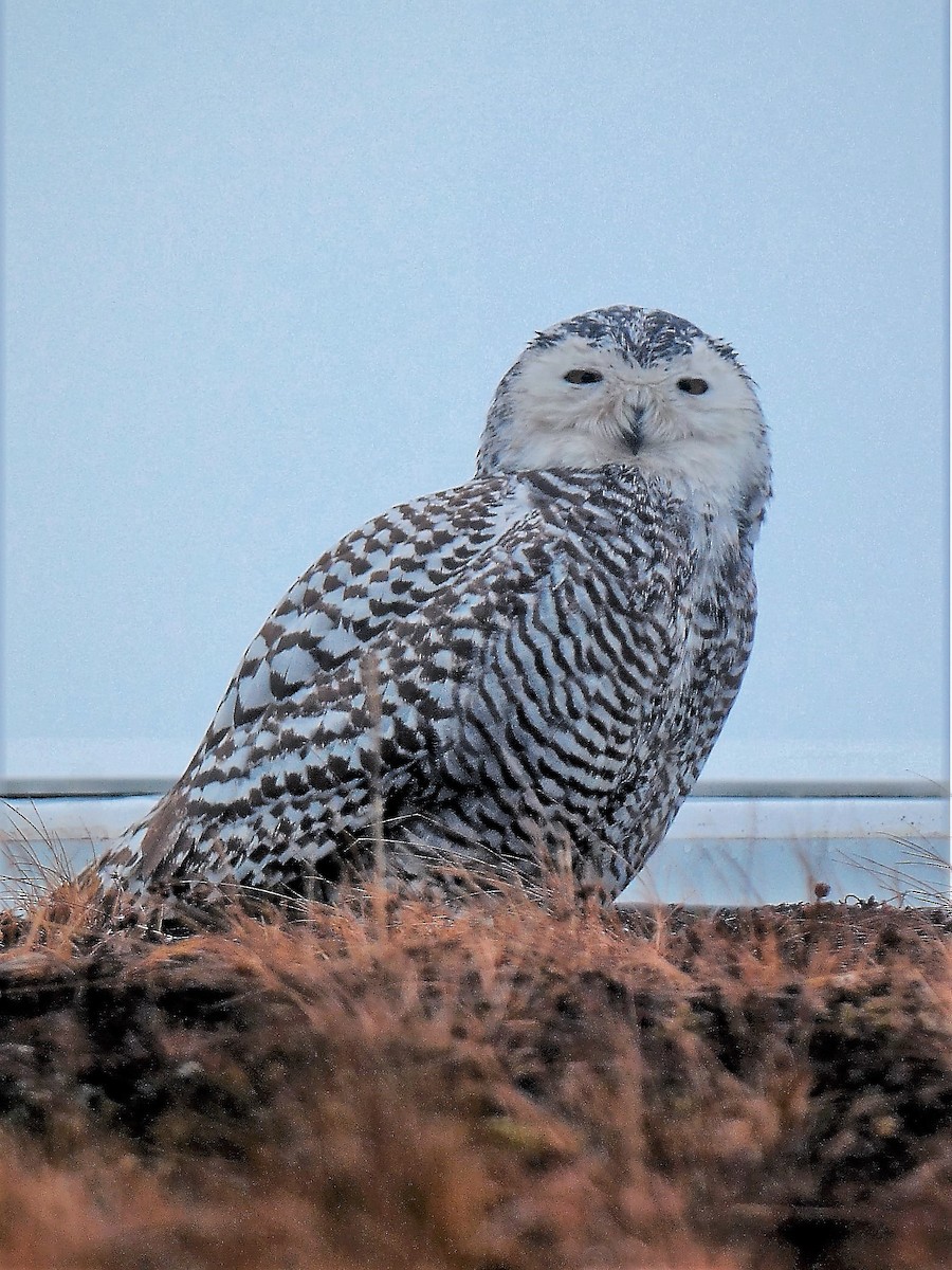 Snowy Owl - David Blanchette