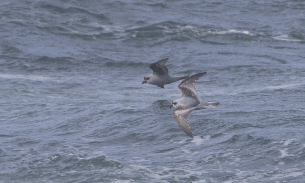 Fork-tailed Storm-Petrel - ML85566221