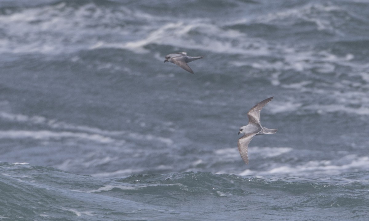 Fork-tailed Storm-Petrel - ML85566241