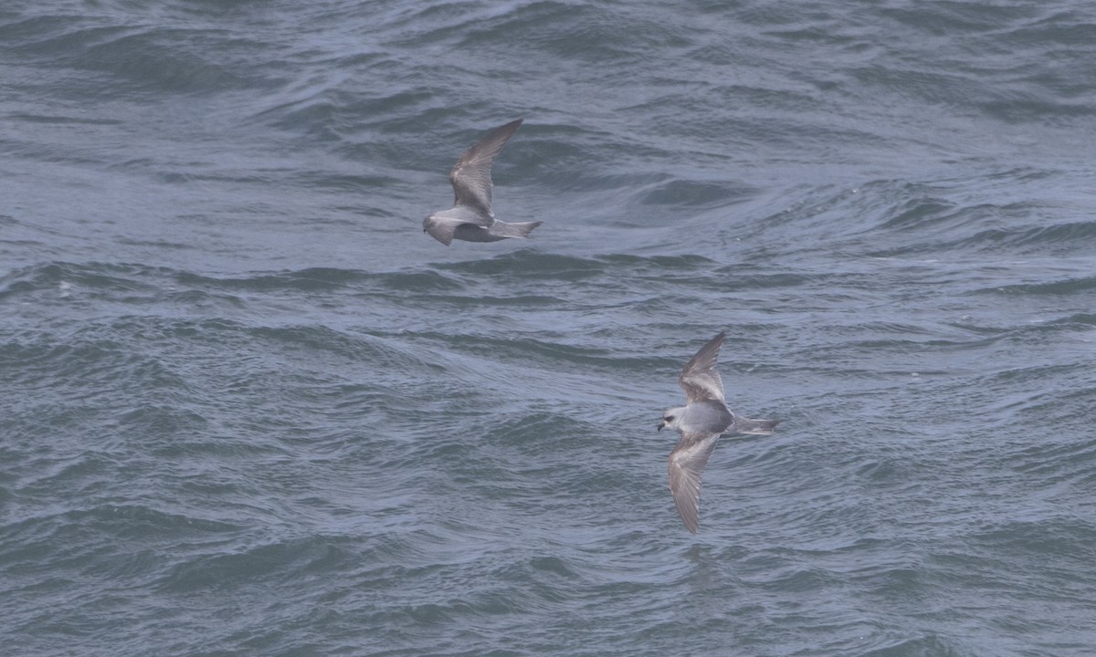Fork-tailed Storm-Petrel - ML85566261