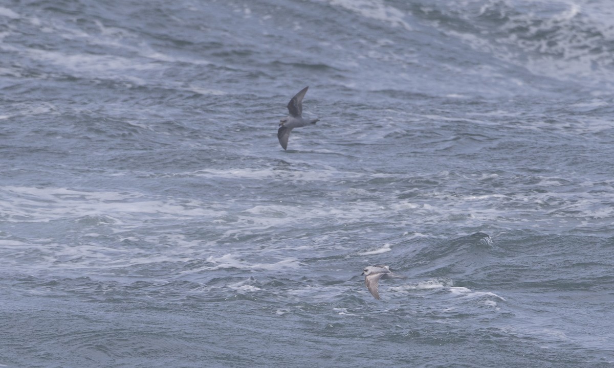 Fork-tailed Storm-Petrel - ML85566271