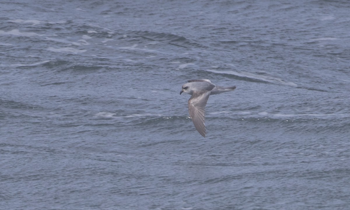 Fork-tailed Storm-Petrel - ML85566311