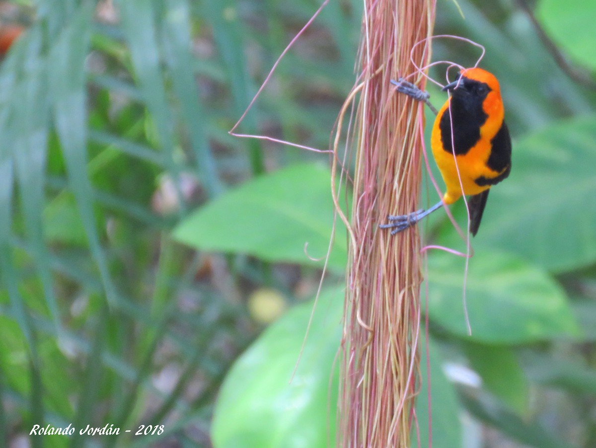 Orange-crowned Oriole - Rolando Jordan