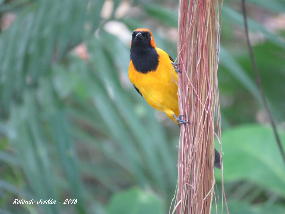 Orange-crowned Oriole - Rolando Jordan