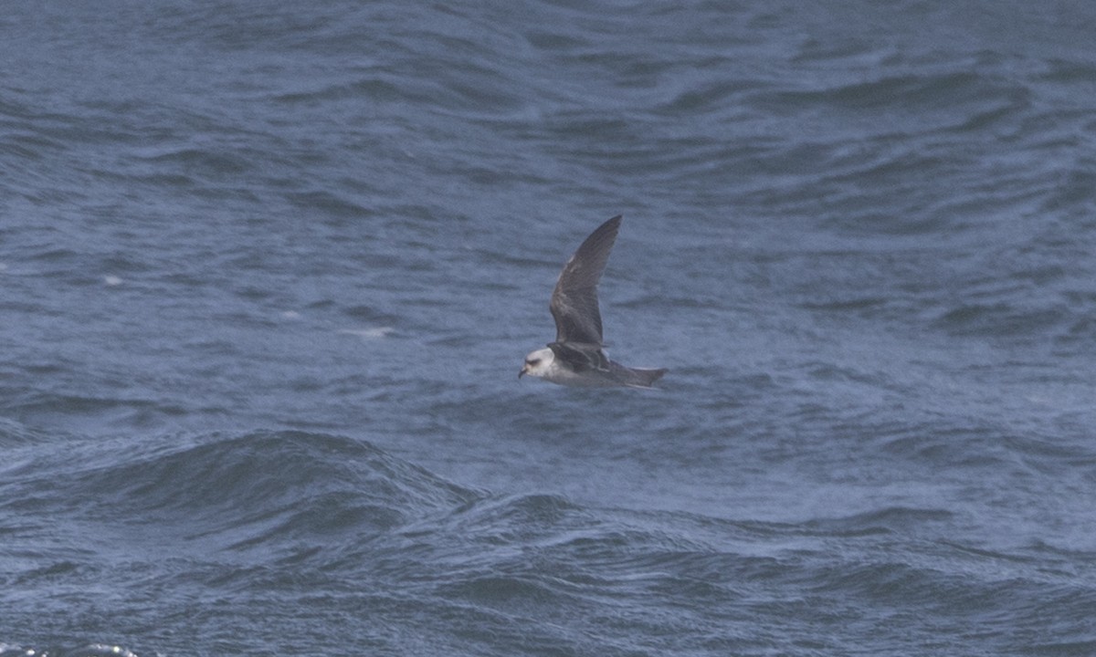 Fork-tailed Storm-Petrel - ML85567761