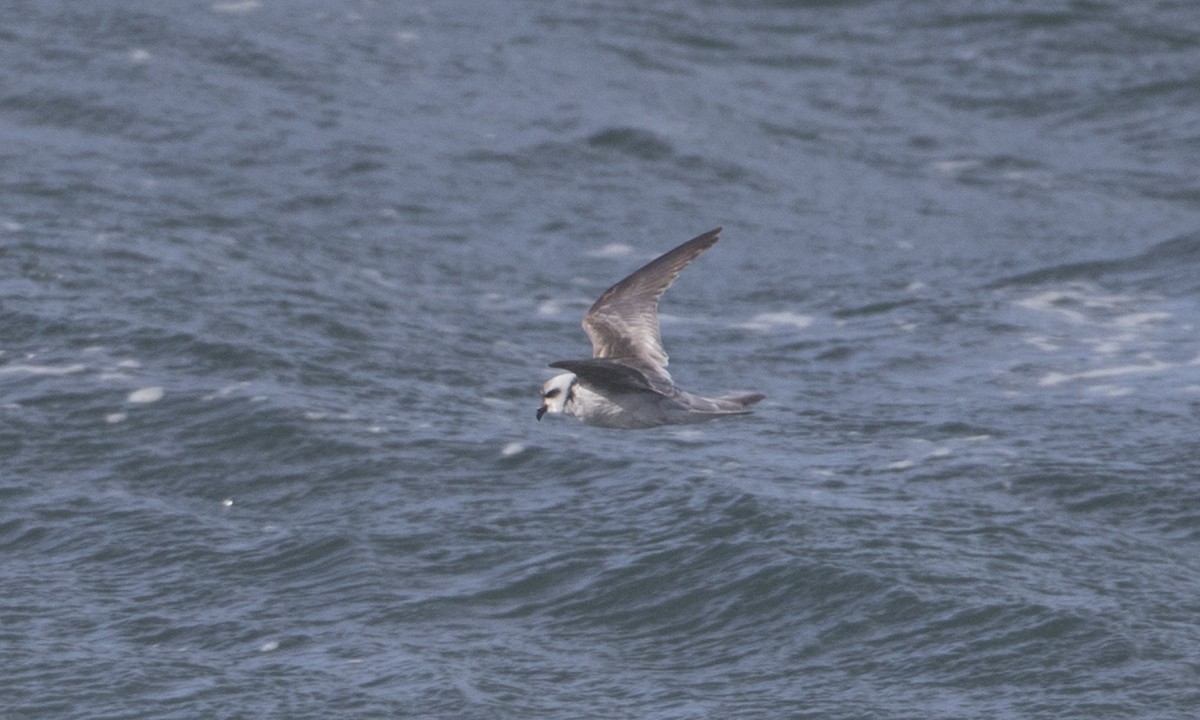 Fork-tailed Storm-Petrel - ML85567771