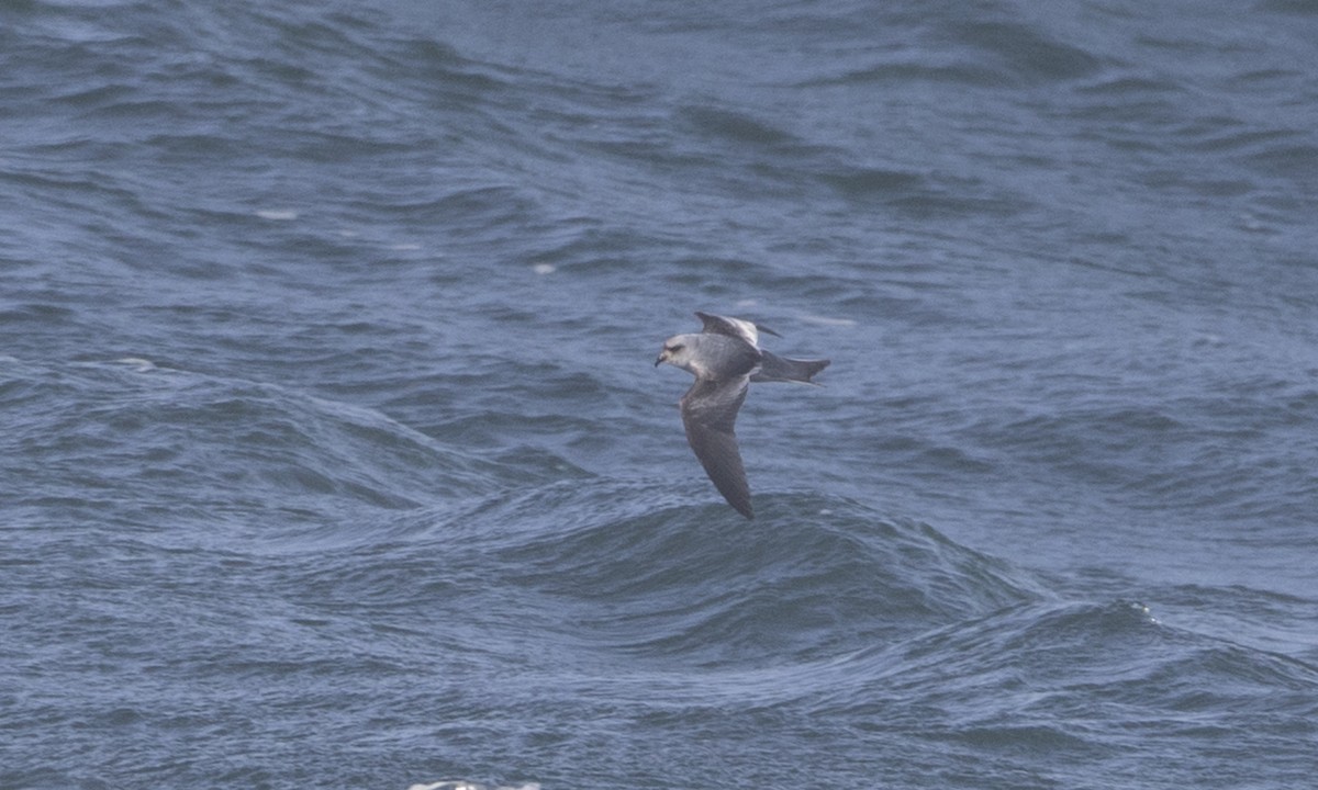 Fork-tailed Storm-Petrel - ML85567781
