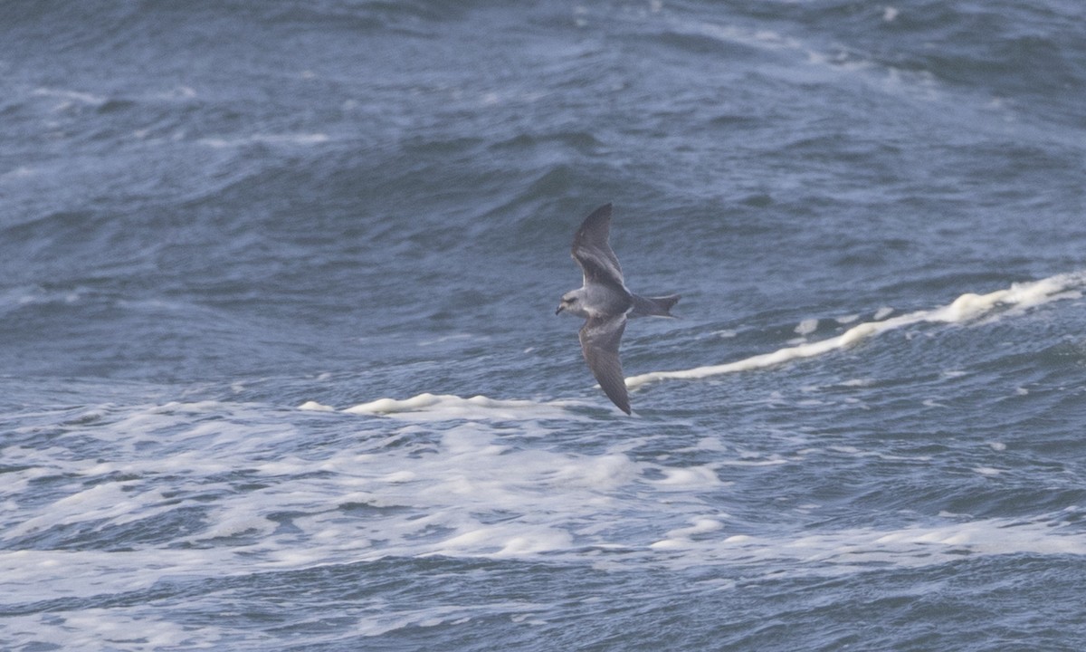 Fork-tailed Storm-Petrel - ML85567791