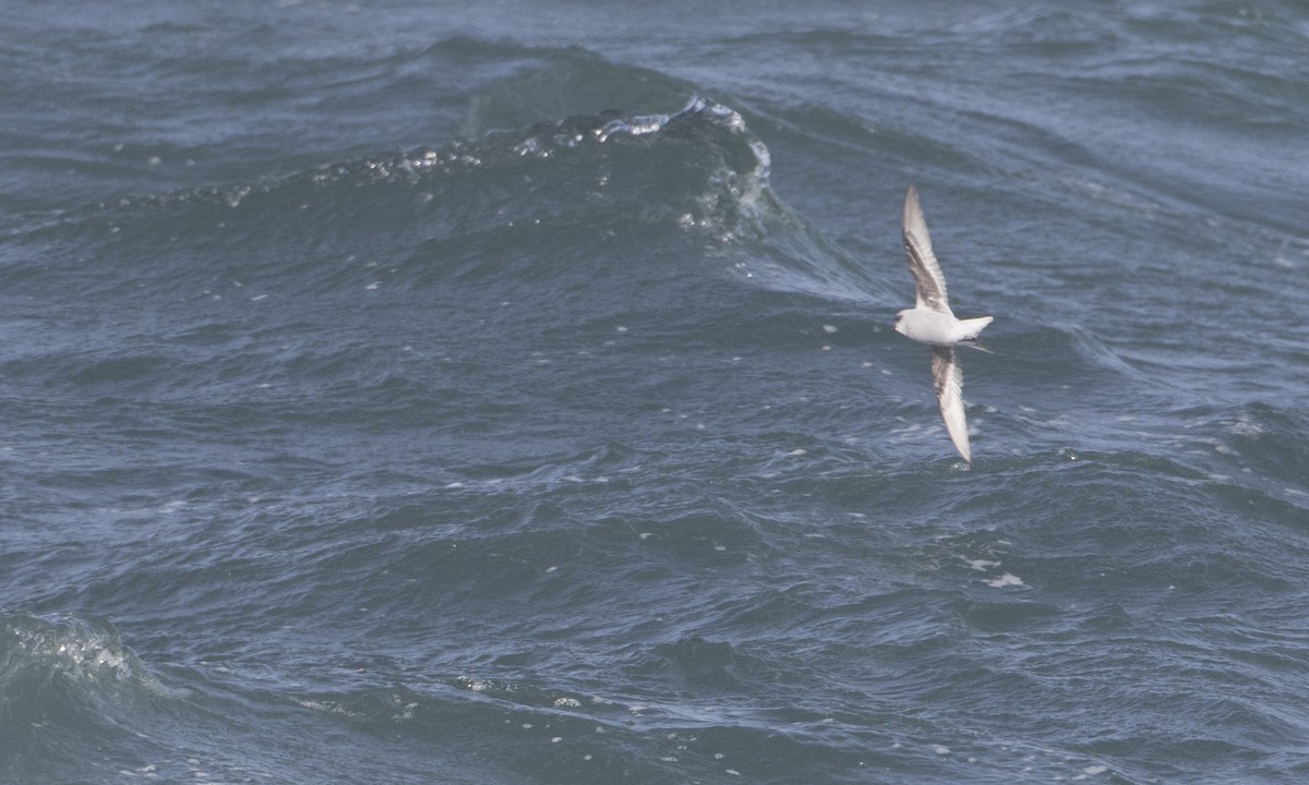 Fork-tailed Storm-Petrel - ML85567811