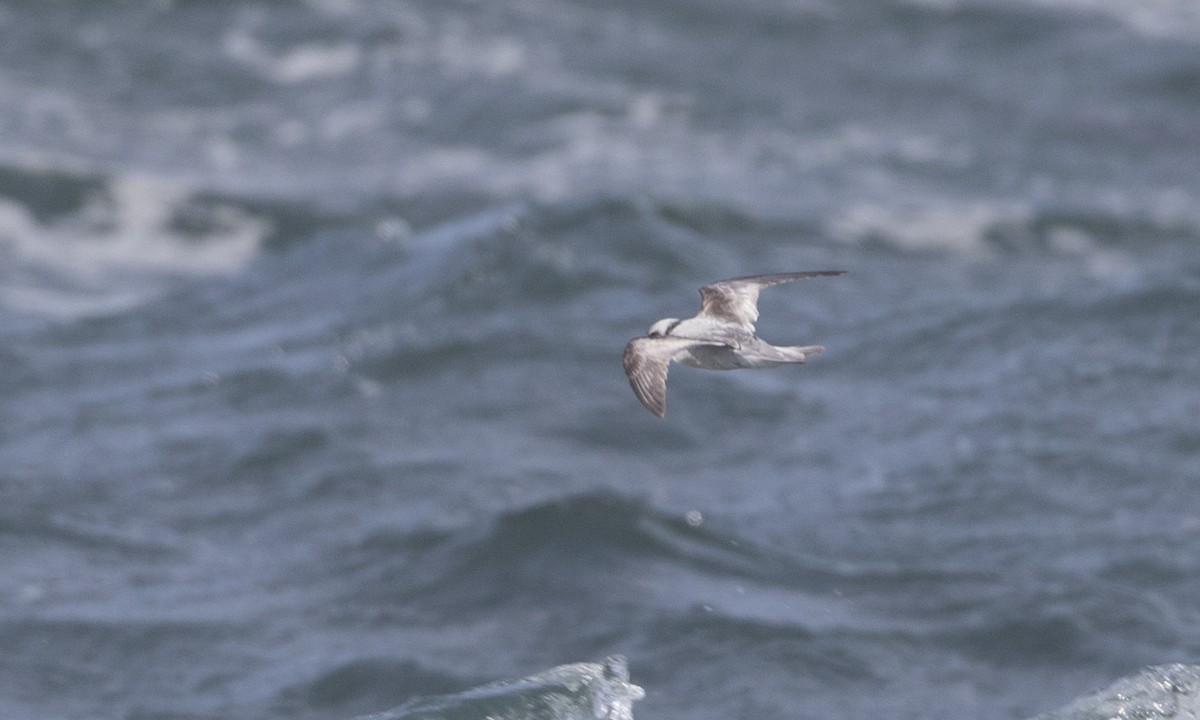 Fork-tailed Storm-Petrel - ML85567821