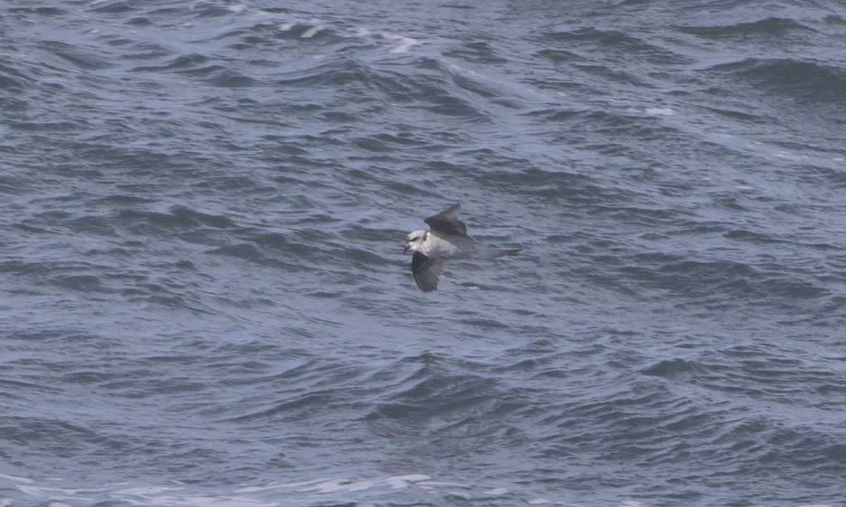 Fork-tailed Storm-Petrel - ML85567841