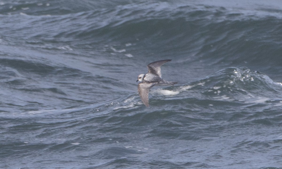 Fork-tailed Storm-Petrel - ML85567851