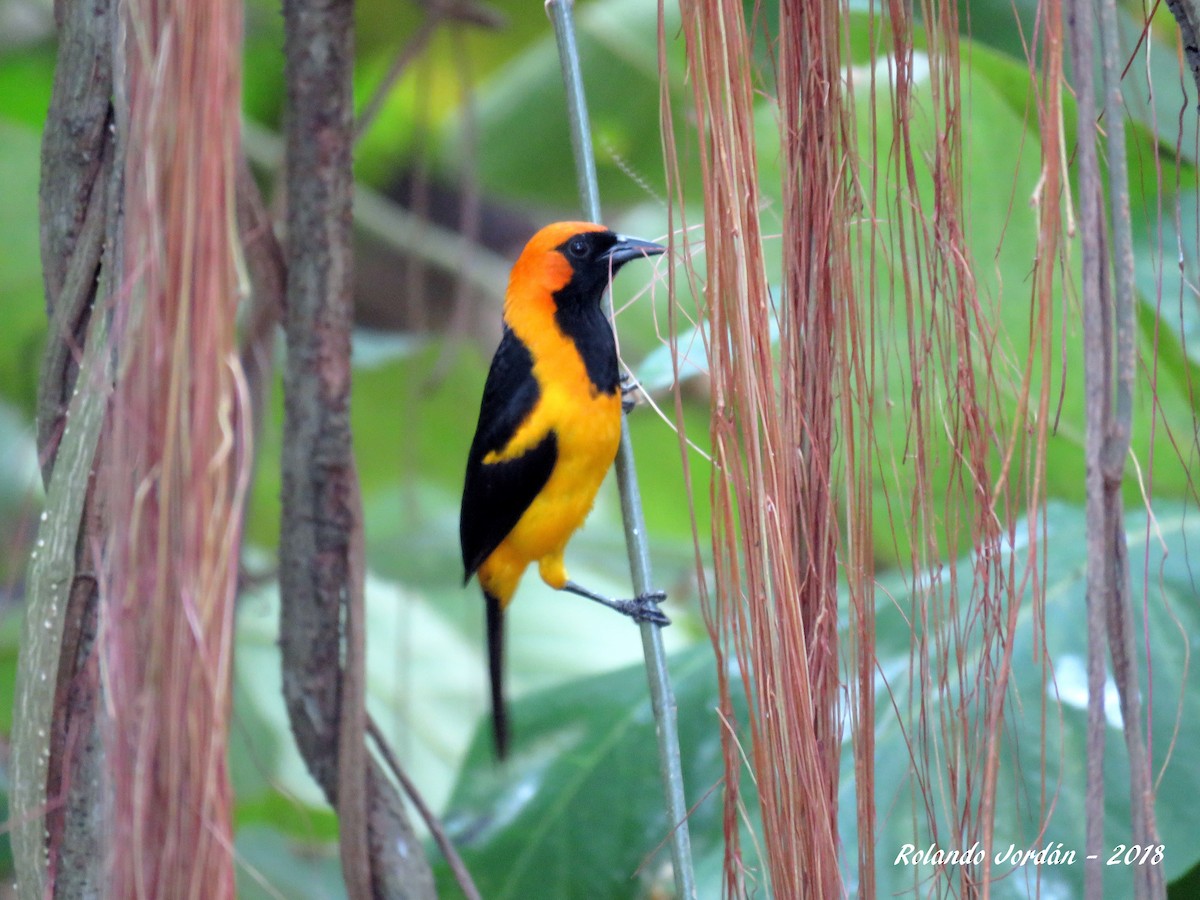 Orange-crowned Oriole - ML85569081