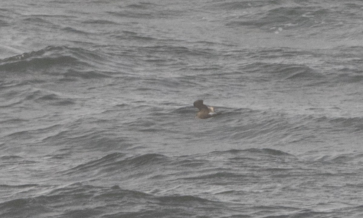 Leach's Storm-Petrel (Leach's) - ML85569581