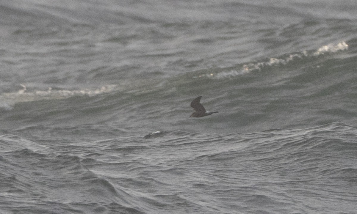 Leach's Storm-Petrel (Leach's) - ML85569591