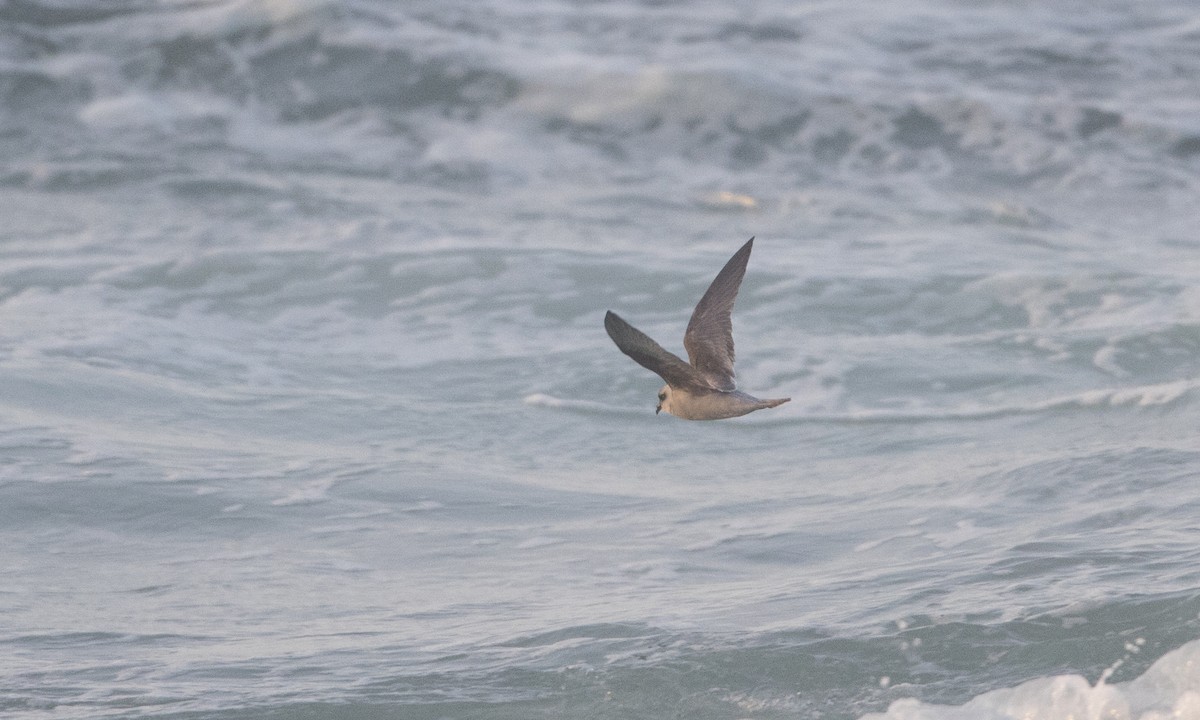 Fork-tailed Storm-Petrel - ML85569631