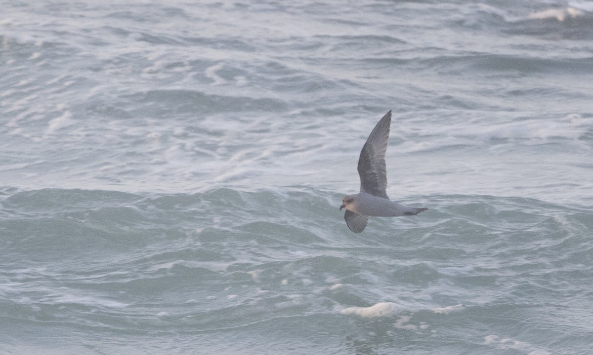 Fork-tailed Storm-Petrel - ML85569641
