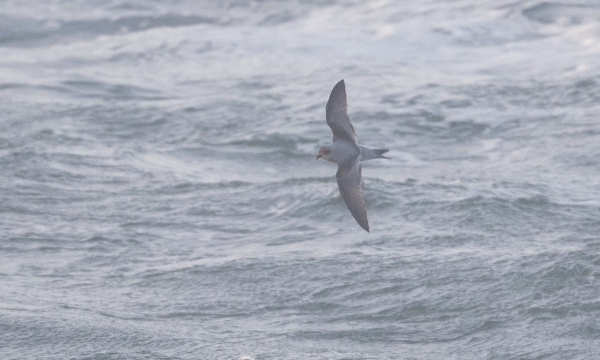 Fork-tailed Storm-Petrel - ML85569651