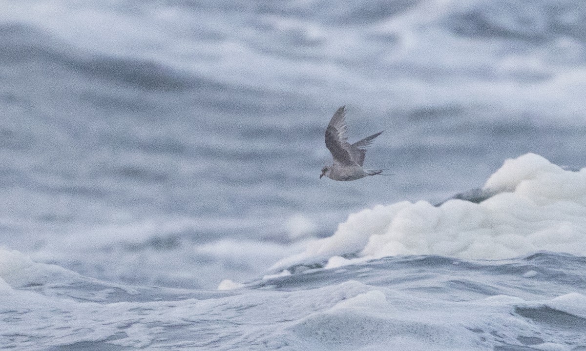 Fork-tailed Storm-Petrel - ML85569671