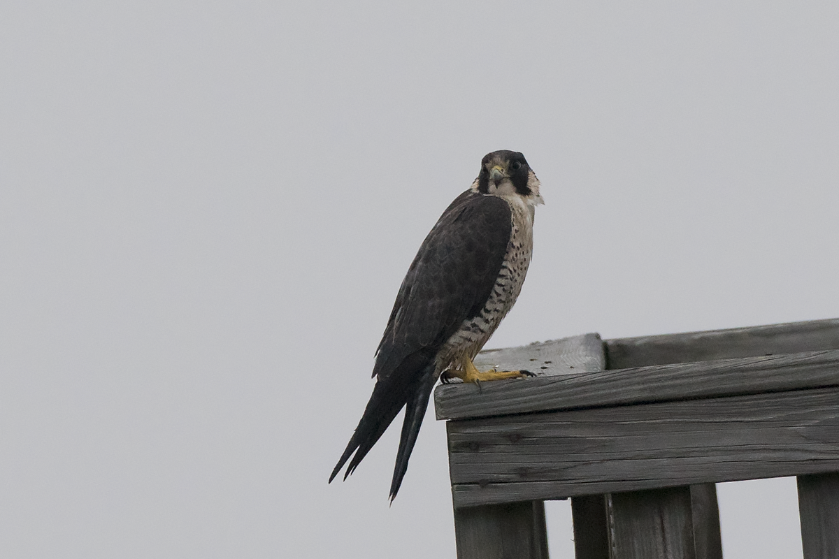 Peregrine Falcon - ML85570491