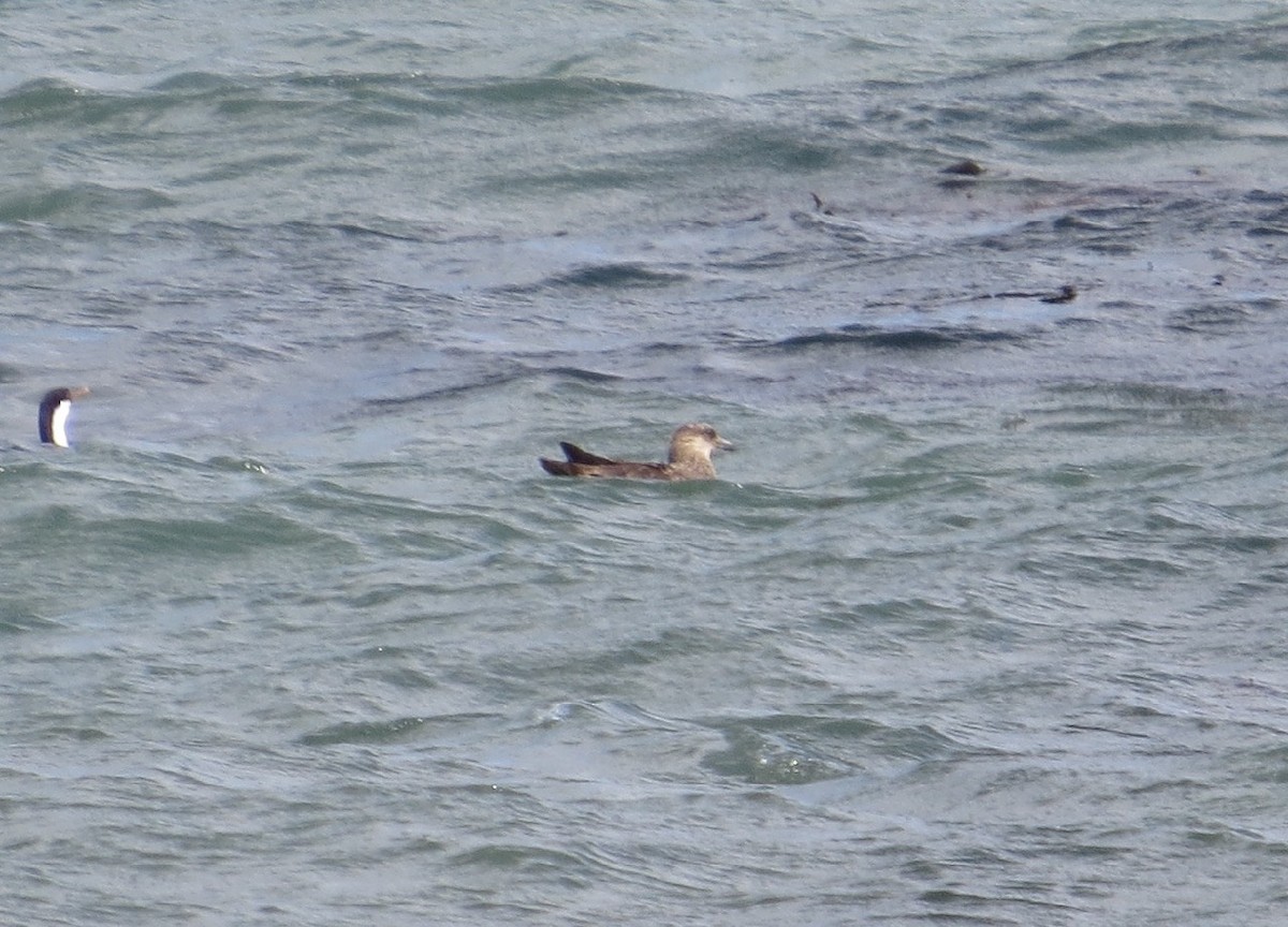 Chilean Skua - Peter Gagarin