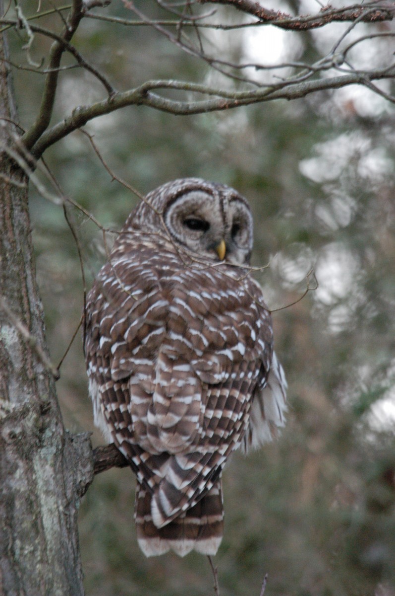 Barred Owl - ML85572471