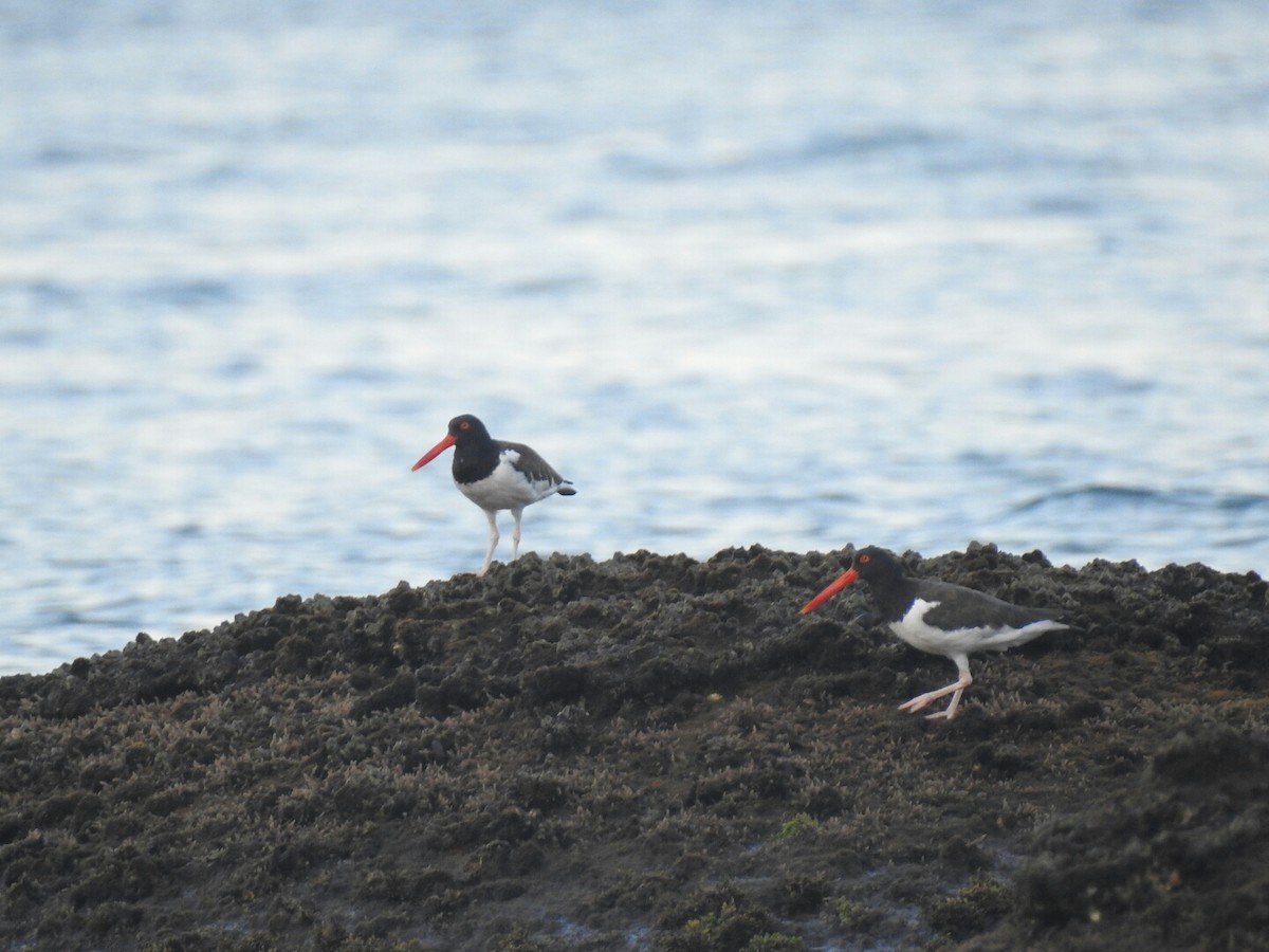 American Oystercatcher - ML85576451