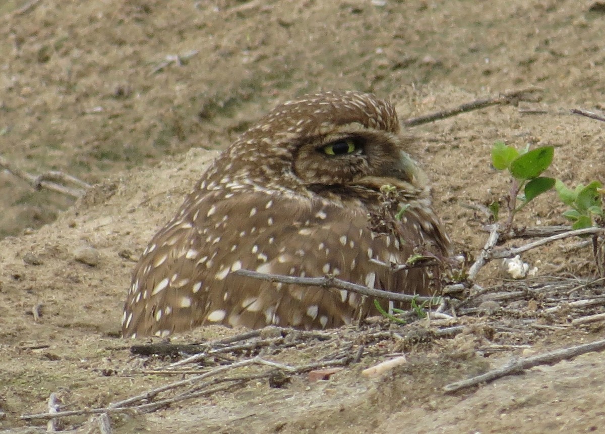 Burrowing Owl - Thomas Wurster