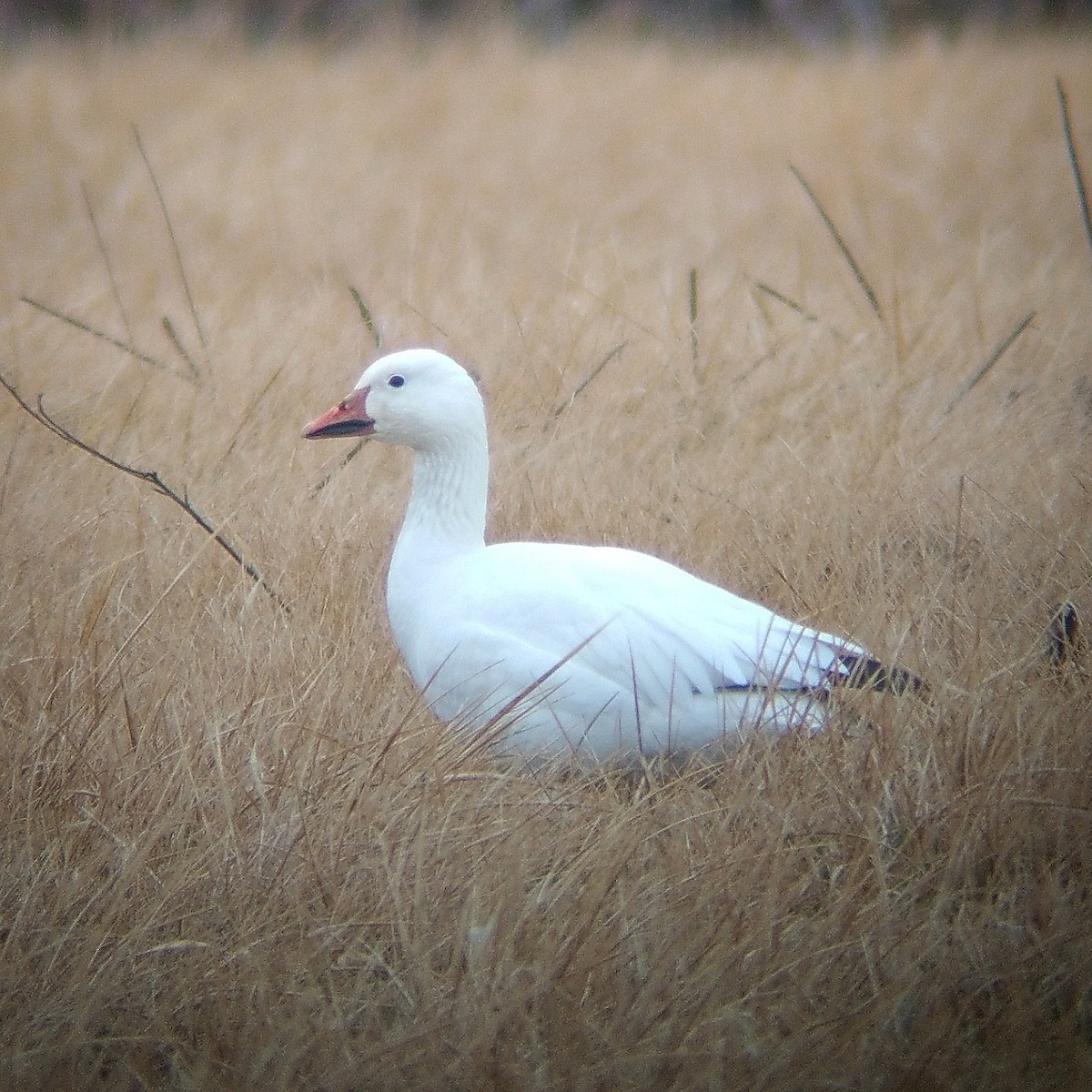 Snow Goose - ML85578221