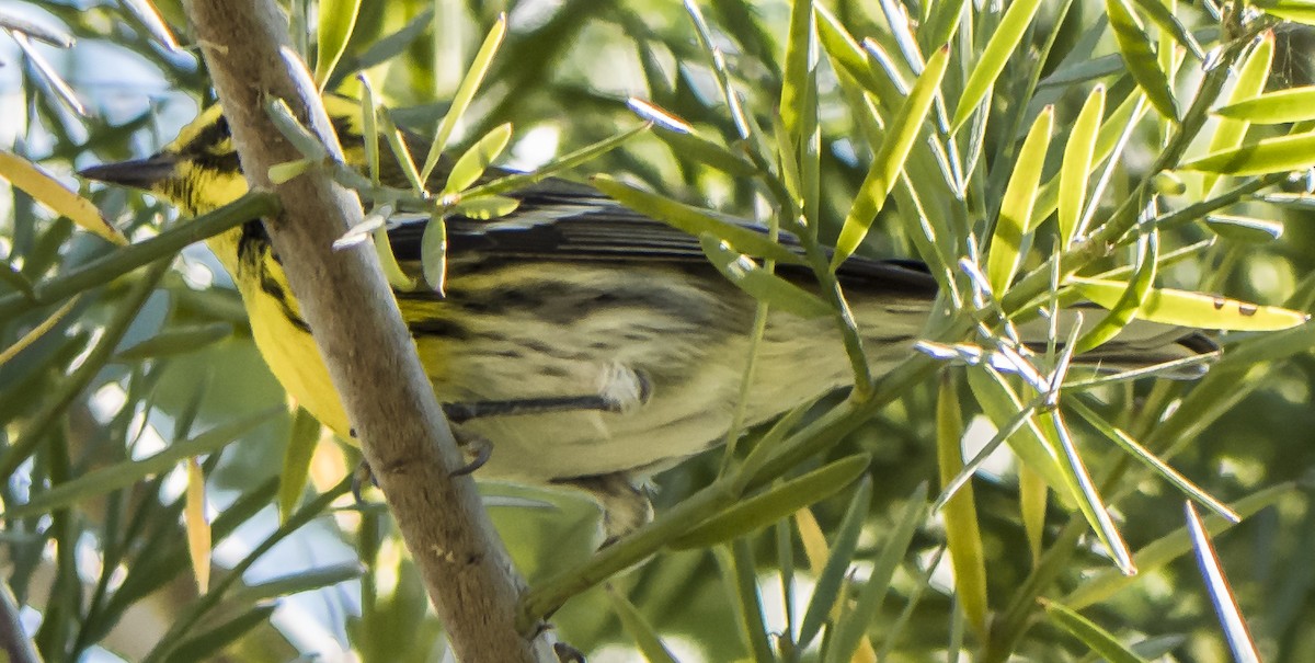 Paruline de Townsend - ML85579991