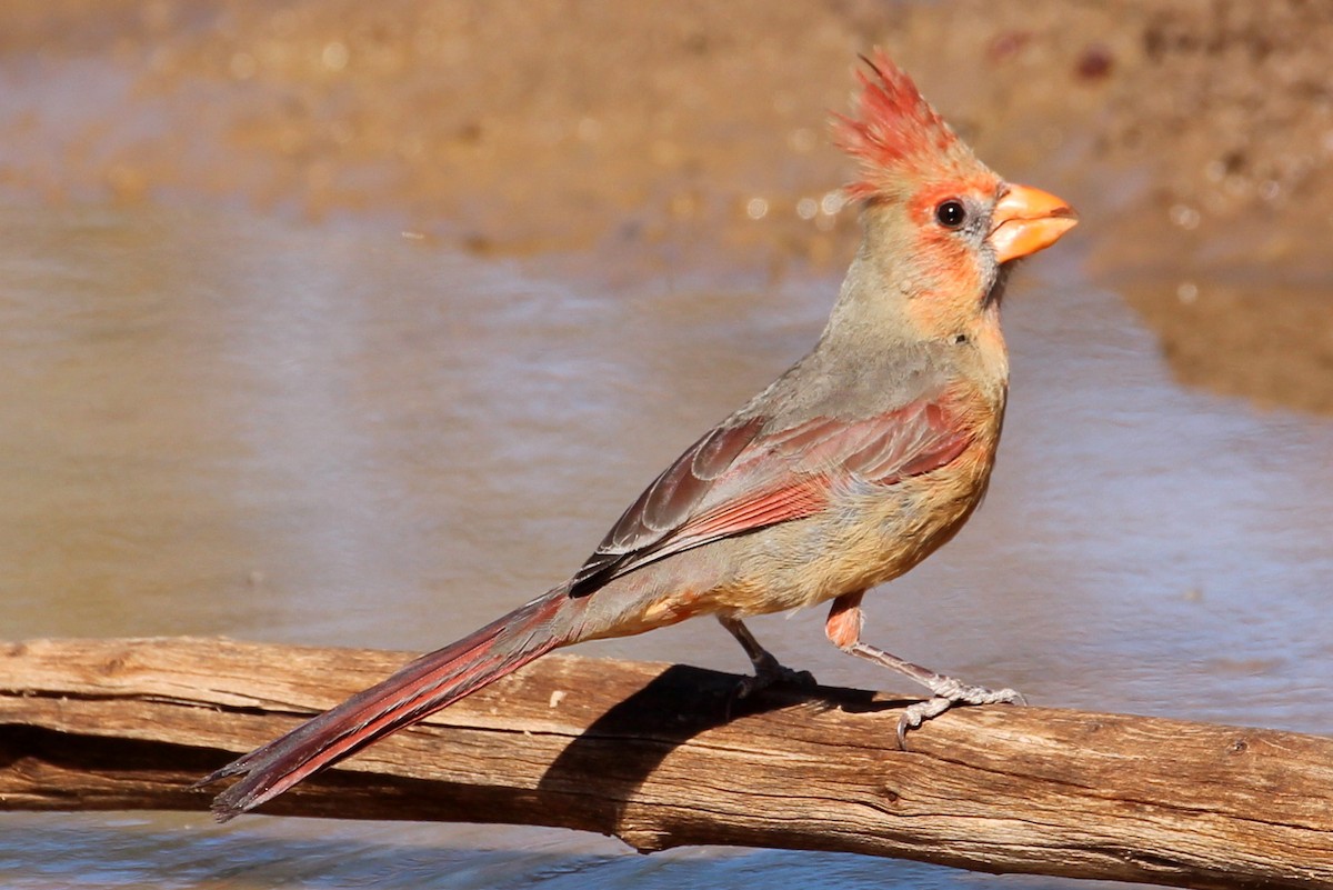 Northern Cardinal x Pyrrhuloxia (hybrid) - ML85582431