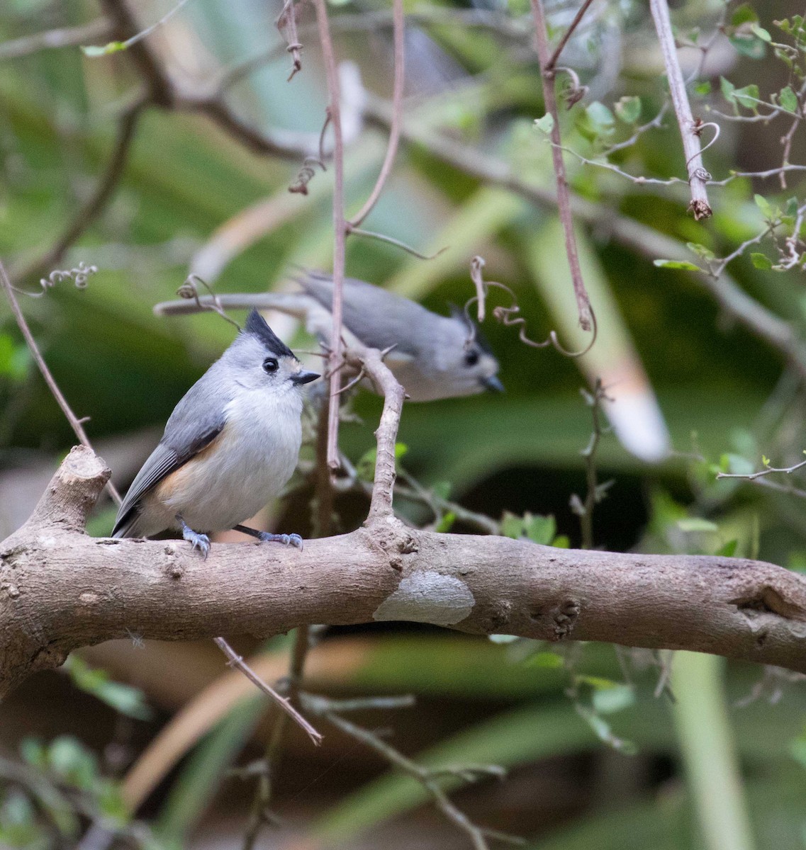 Black-crested Titmouse - Braden Collard