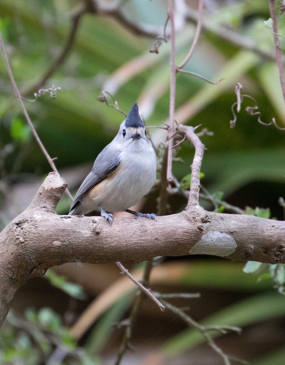 Black-crested Titmouse - Braden Collard