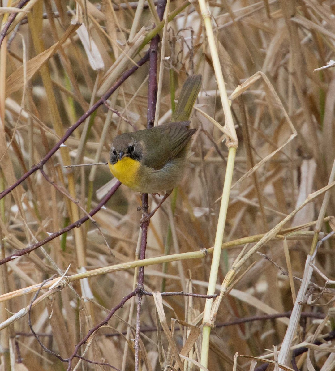 Common Yellowthroat - Braden Collard