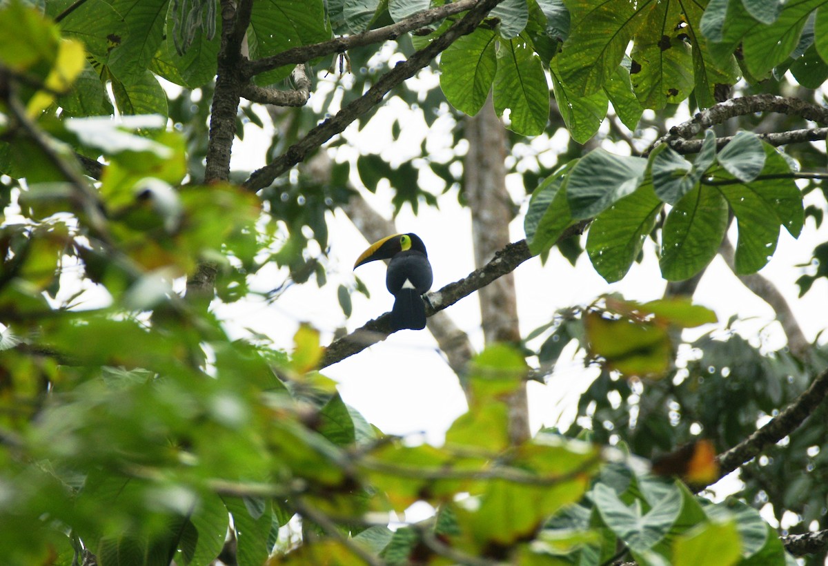 Yellow-throated Toucan (Chestnut-mandibled) - ML85587051