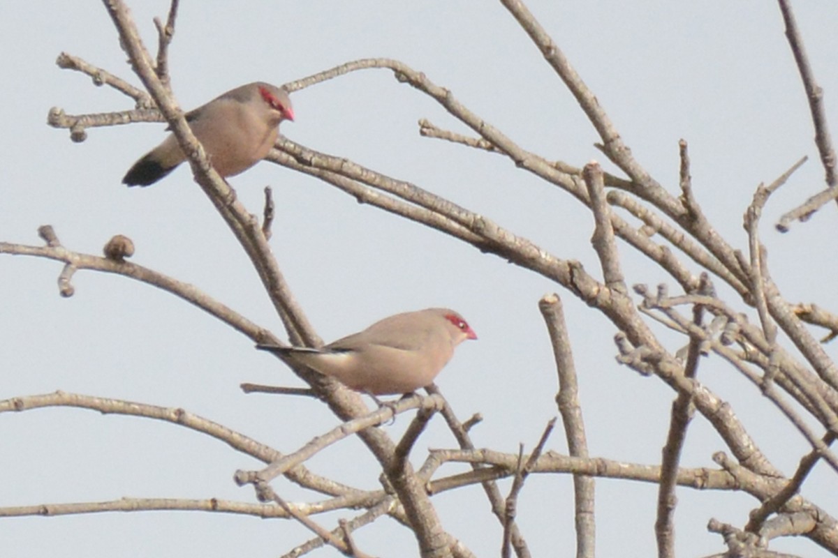 Black-rumped Waxbill - Marie O'Neill