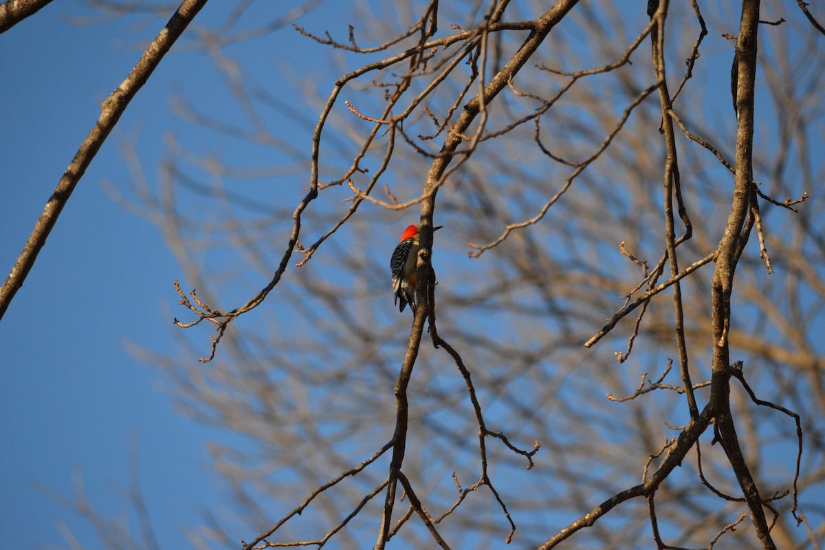 Red-bellied Woodpecker - michelle dubar