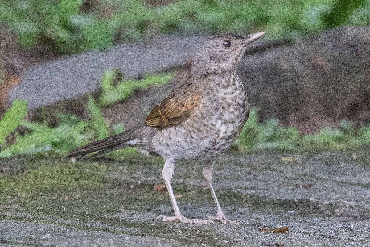 Pale-breasted Thrush - Eric VanderWerf