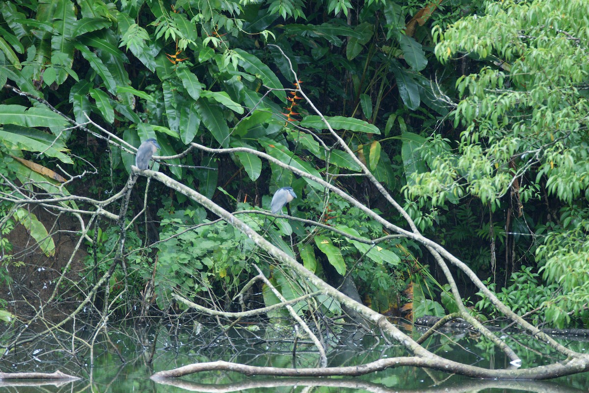 Boat-billed Heron - Nancy Cox