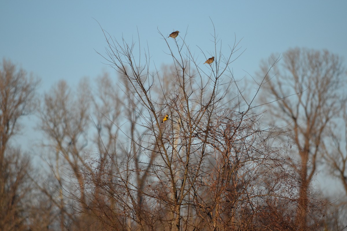 Eastern Meadowlark - michelle dubar