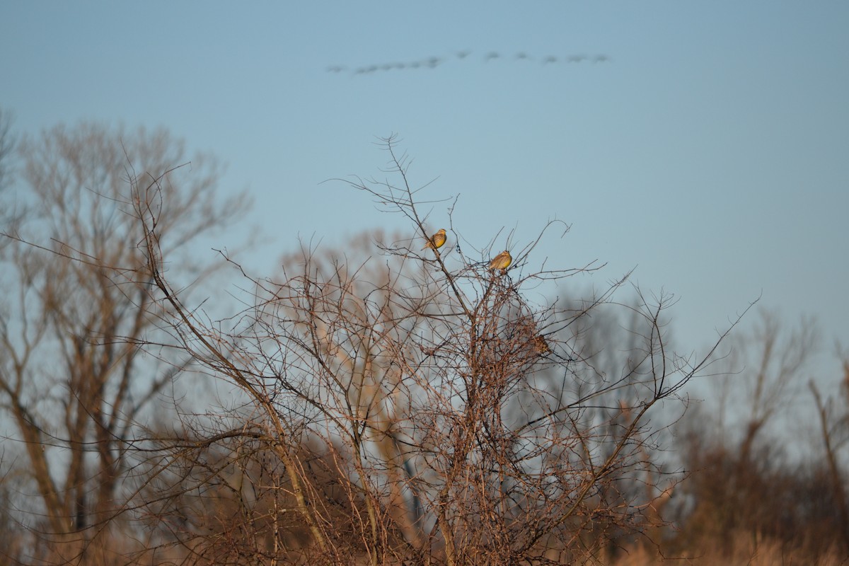 Eastern Meadowlark - ML85591611